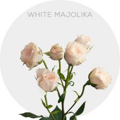 White Majolika Spray 40-60 cm