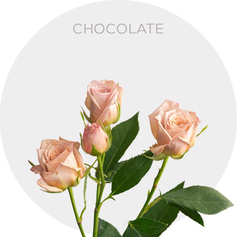Rose, Statice & Spray Stock Bright Bouquet with Swiss Chocolates