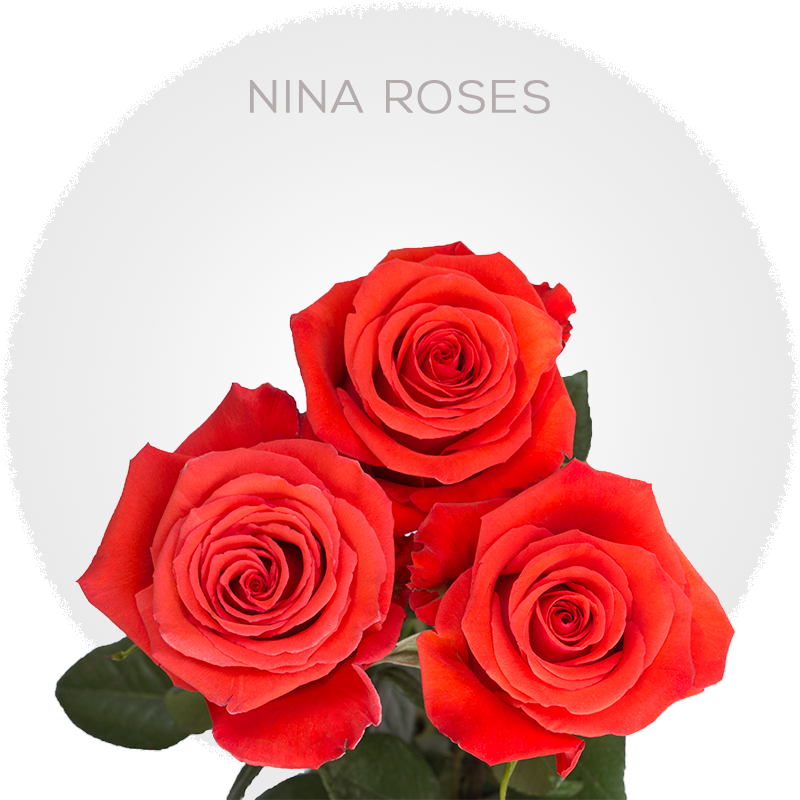Nina Roses
