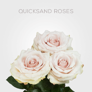 Quicksand Cream Roses